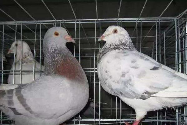 什么家禽生长周期最短,好养又赚钱