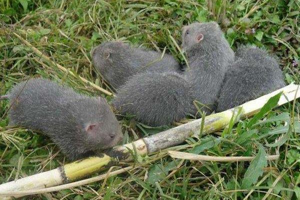 什么家禽生长周期最短,好养又赚钱