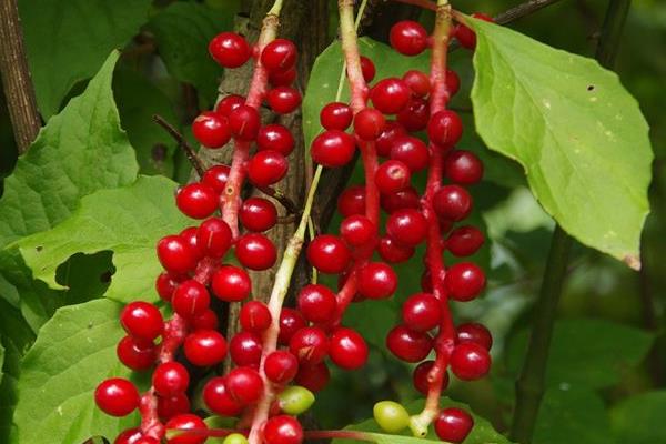 五味子种植有风险吗？种植一亩地能挣多少钱