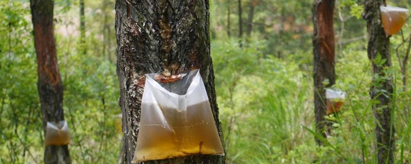 割松油利润大吗?什么时候出油最多?对松树有什么影响?