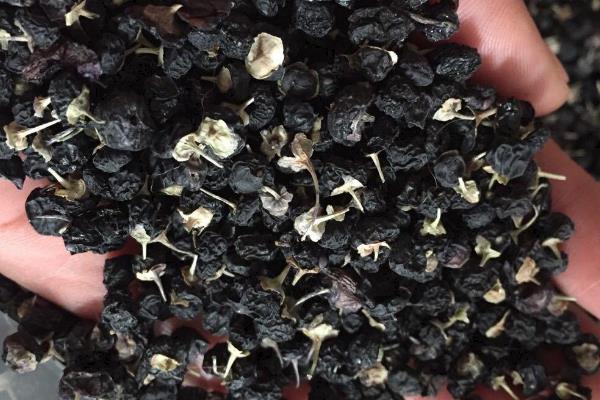 人工种植黑枸杞有害吗?种植黑枸杞和野生黑枸杞区别