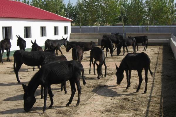 什么家禽生长周期最短,好养又赚钱