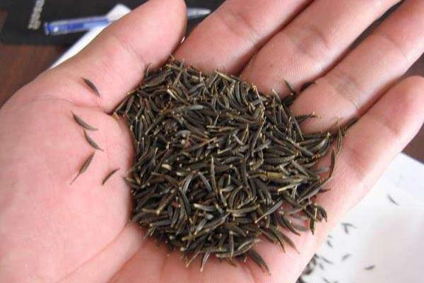 卖种子利润大吗?需要什么手续?用什么营销方法?