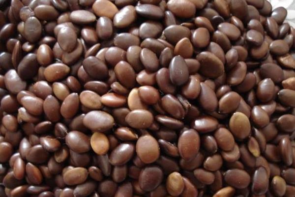 卖种子利润大吗?需要什么手续?用什么营销方法?