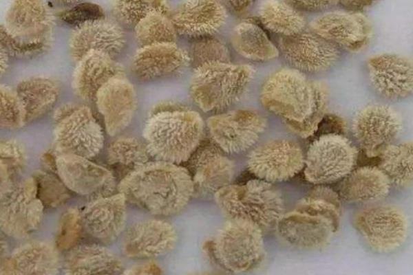 卖种子利润大吗?需要什么手续?用什么营销方法?