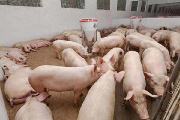 非洲猪瘟最怕什么消毒液?最怕什么环境?