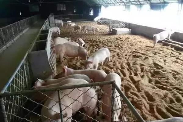 非洲猪瘟最怕什么消毒液?最怕什么环境?