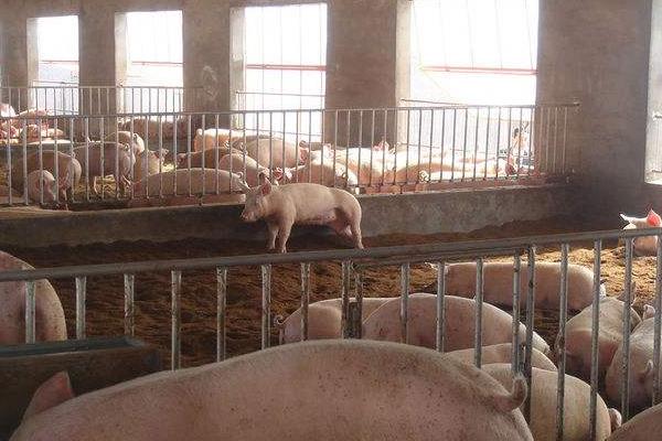 非洲猪瘟最怕什么消毒液?最怕什么环境?