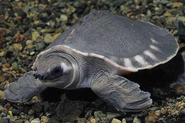 养猪鼻龟有什么寓意?猪鼻龟是保护动物吗?