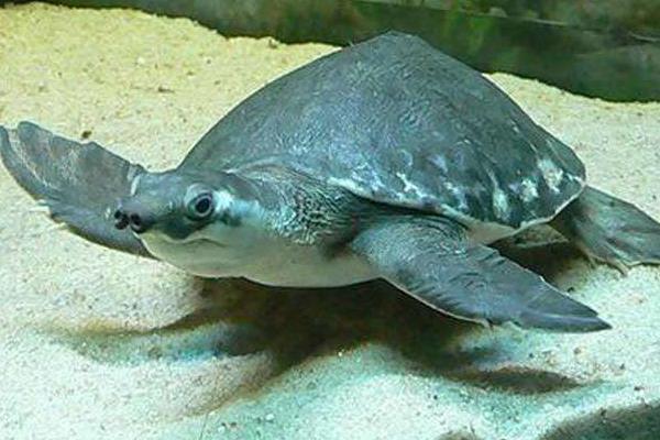 养猪鼻龟有什么寓意?猪鼻龟是保护动物吗?