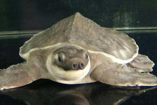 养猪鼻龟有什么寓意?猪鼻龟是保护动物吗?