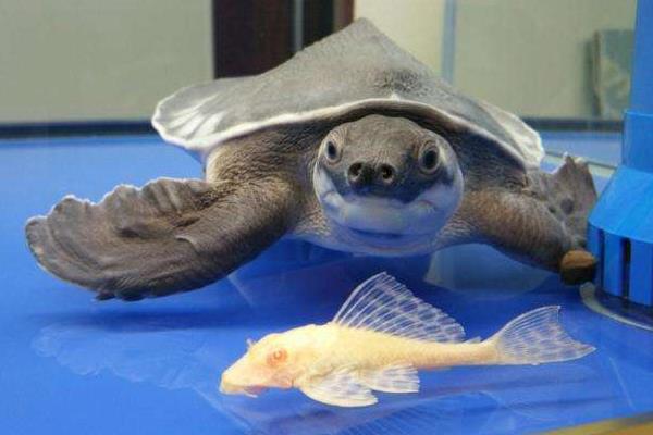 养猪鼻龟有什么寓意?猪鼻龟是保护动物吗?