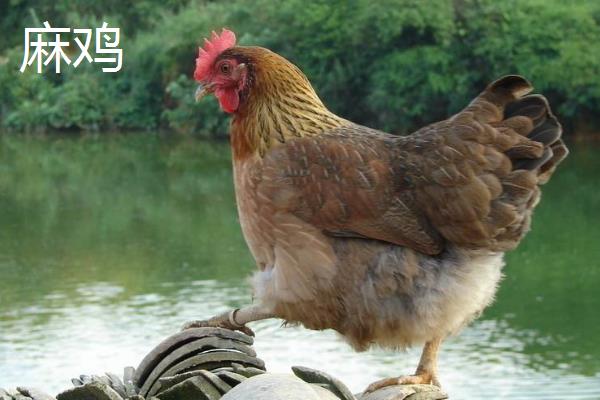 麻鸡和三黄鸡哪个贵?哪个更好吃更贵?附区别