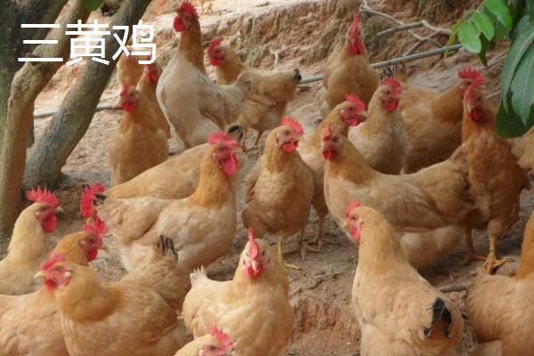 麻鸡和三黄鸡哪个贵?哪个更好吃更贵?附区别