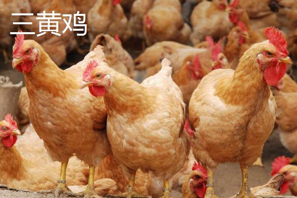 麻鸡和三黄鸡哪个贵?哪个更好吃更贵?附区别