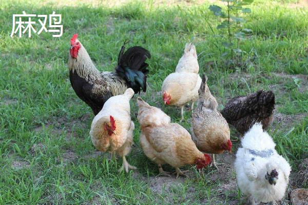 麻鸡和三黄鸡哪个贵?哪个更好吃更贵?附区别