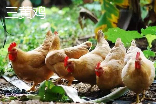 麻鸡和三黄鸡哪个贵?哪个更好吃更贵?附区别