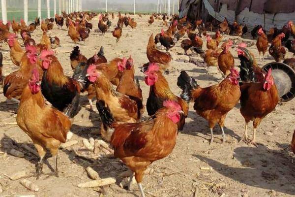 养蛋鸡和肉鸡哪个挣钱?养5000只蛋鸡利润大吗?