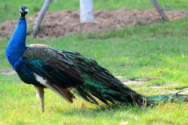 孔雀养殖最大的问题?需要什么证件?有前景吗?