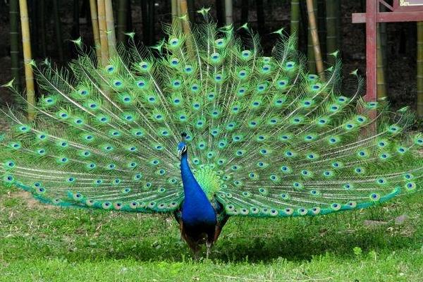 孔雀肉市场价一斤多少,哪里有卖