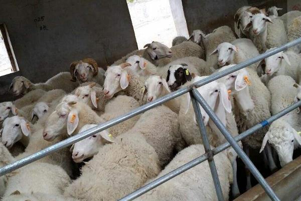 育肥羊的利润与成本,利润有多大?