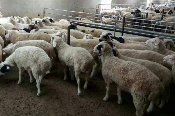 育肥羊的利润与成本,利润有多大?