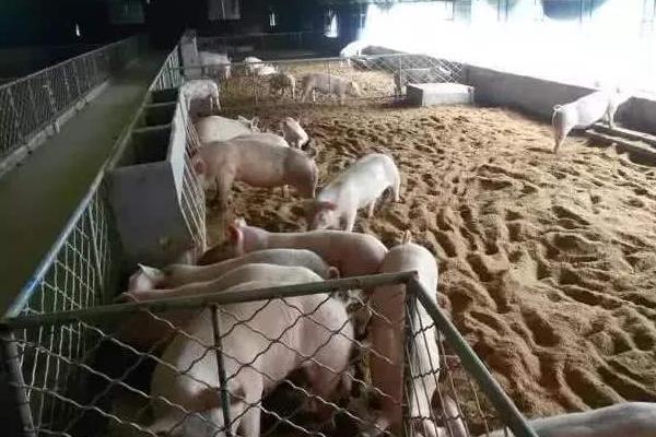 猪胸骨为什么那么便宜,是哪个部位?