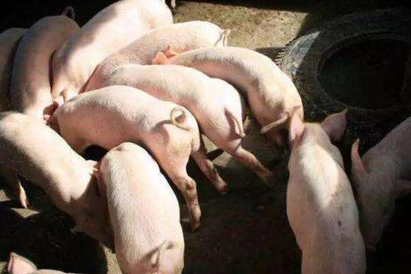 猪胸骨为什么那么便宜,是哪个部位?