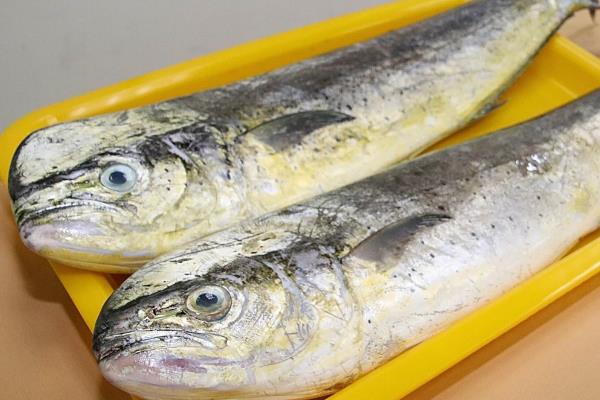 鬼头刀鱼市场上多钱一斤?好吃吗?怎么吃?