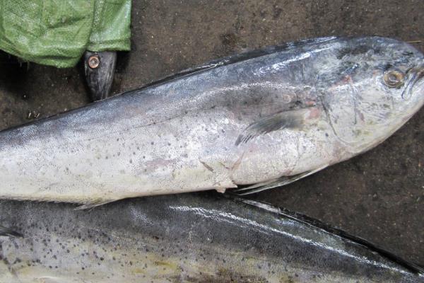 鬼头刀鱼市场上多钱一斤?好吃吗?怎么吃?