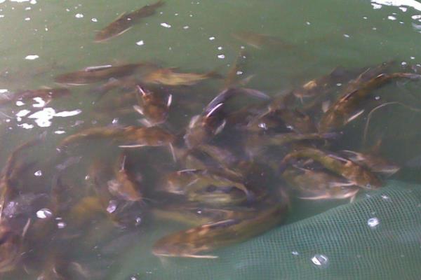 黄骨鱼养殖风险大吗?附养殖条件及技术和成本