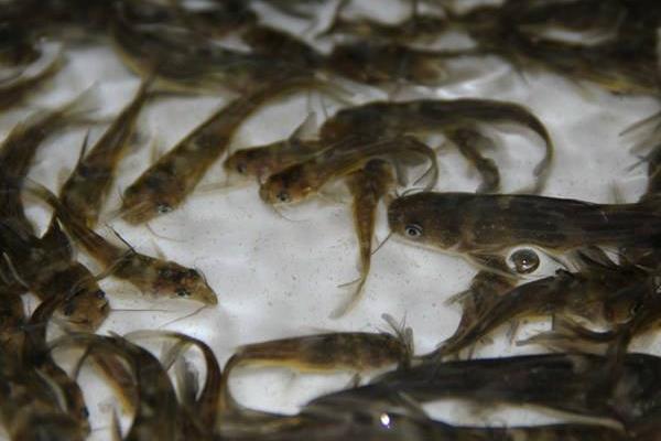 黄骨鱼养殖风险大吗?附养殖条件及技术和成本