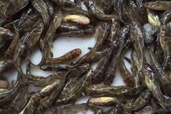 黄骨鱼养殖风险大吗?附养殖条件及技术和成本