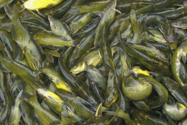 黄骨鱼养殖风险大吗?附养殖条件及技术和成本