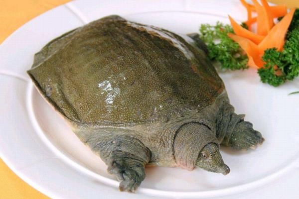 如何杀甲鱼教程(附正确方法),有什么忌讳?