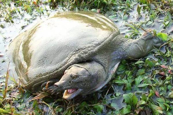 如何杀甲鱼教程(附正确方法),有什么忌讳?