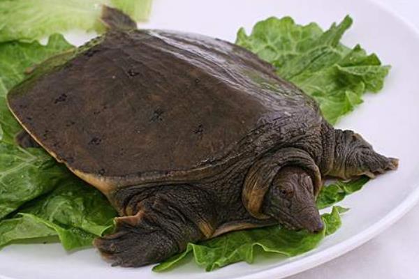 如何杀甲鱼教程(附正确方法),有什么忌讳?