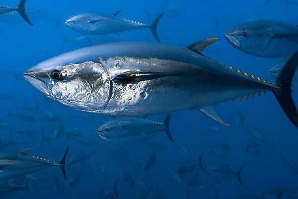 黄骨鱼养殖风险大吗?附养殖条件及技术和成本