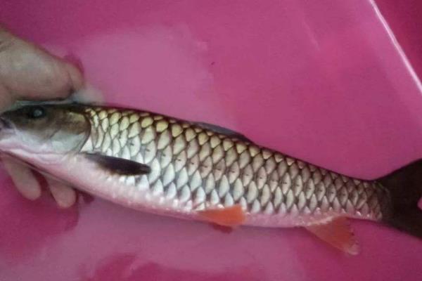 军鱼养殖难吗,附养殖条件及技术