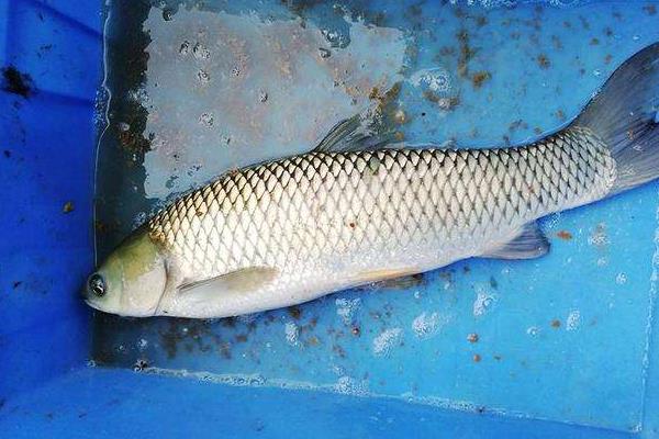 军鱼养殖难吗,附养殖条件及技术