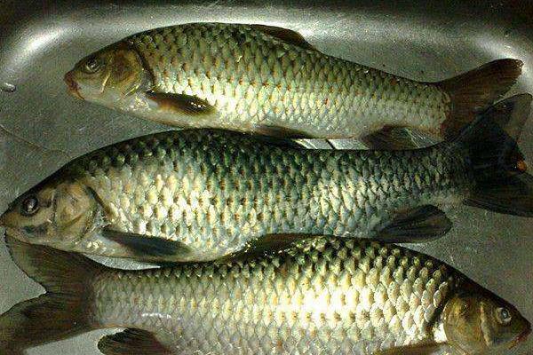 军鱼养殖难吗,附养殖条件及技术