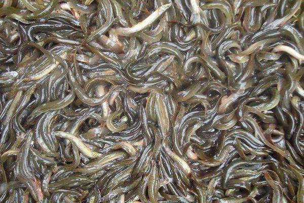 养鱼挣钱吗?养鱼赚钱还是养泥鳅赚钱?