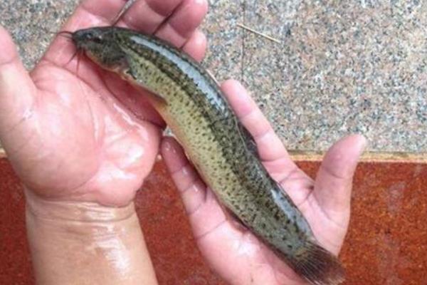 养鱼挣钱吗?养鱼赚钱还是养泥鳅赚钱?