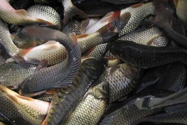 养鱼挣钱吗?养鱼赚钱还是养泥鳅赚钱?