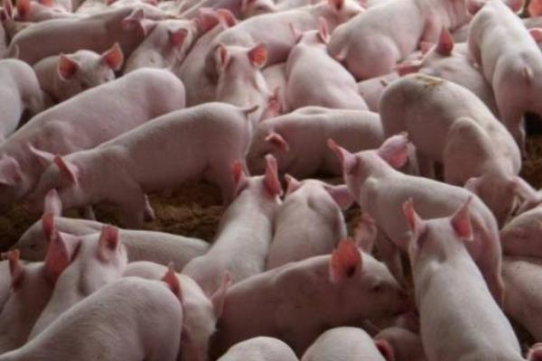 2020年养猪挣钱吗,附行情预测