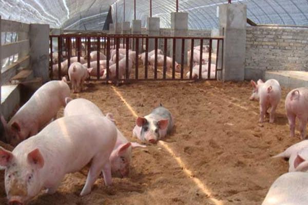 2020年养猪挣钱吗,附行情预测