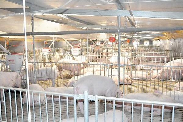 猪舍用什么取暖最经济,取暖设备有哪些?