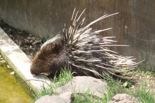 刺猪市场价多少一斤,刺猪养殖要什么证件