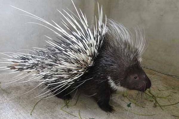 刺猪市场价多少一斤,刺猪养殖要什么证件