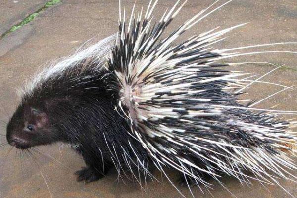 刺猪市场价多少一斤,刺猪养殖要什么证件